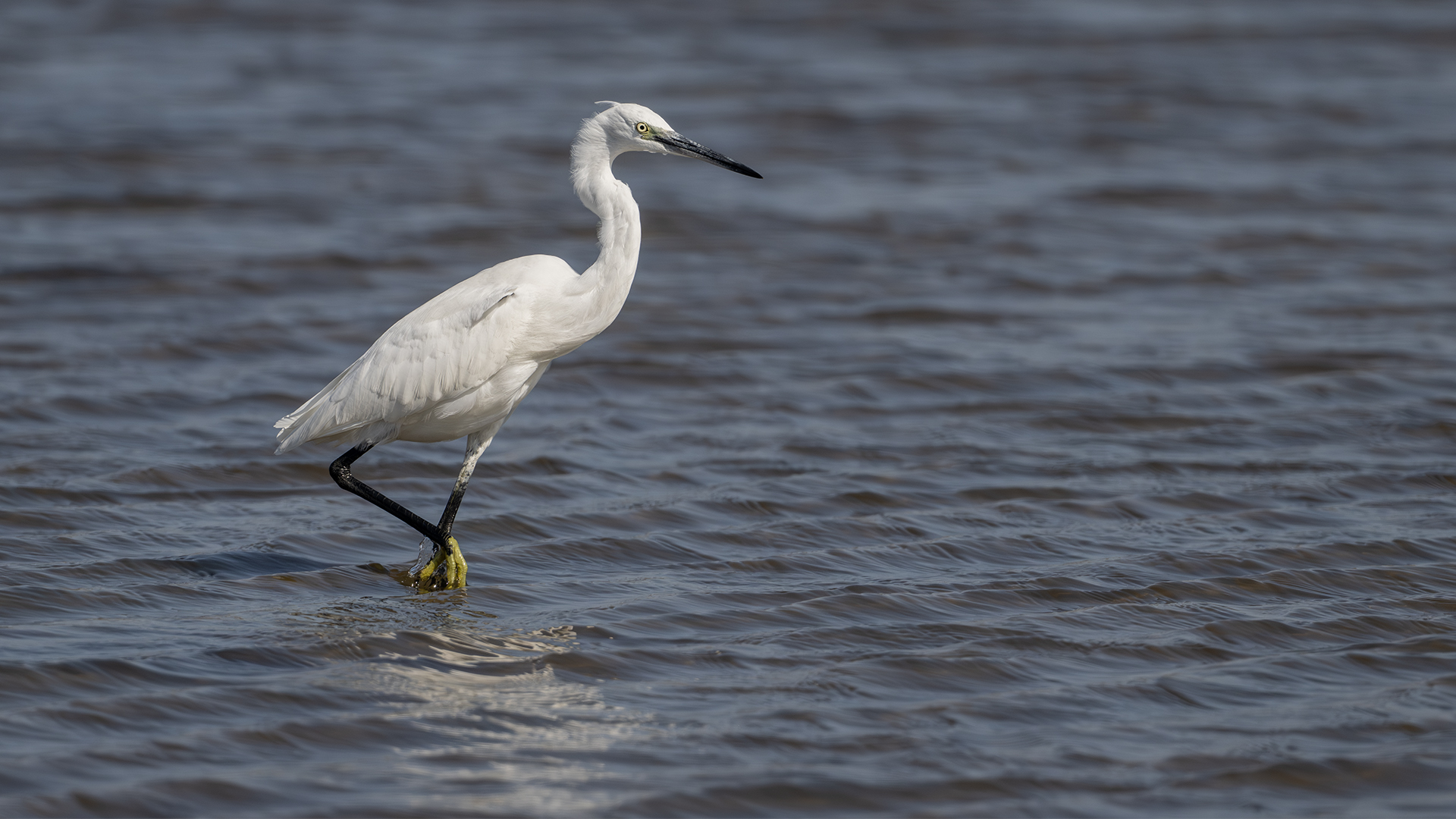 Little Egret — Ana fotoğraf